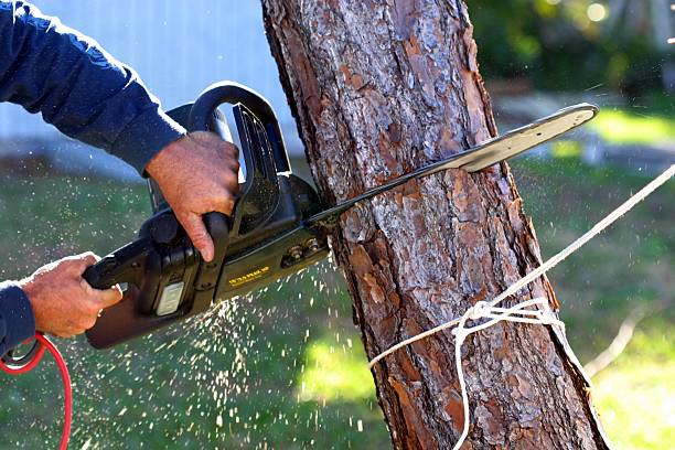 Best Tree and Shrub Care  in Greenville, OH