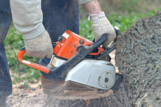 Best Tree Removal  in Greenville, OH