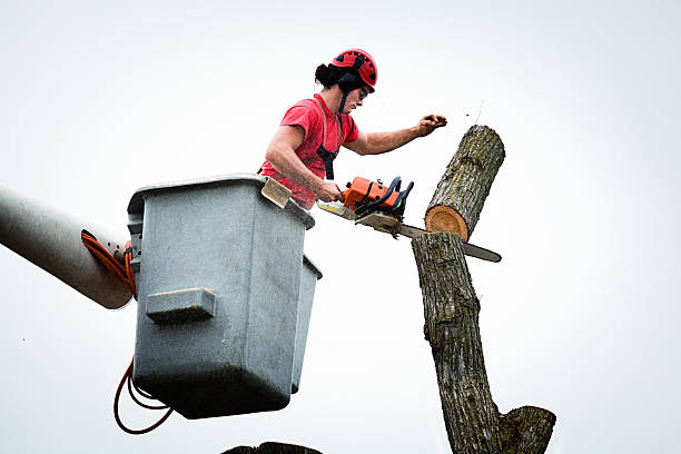 Best Commercial Tree Services  in Greenville, OH